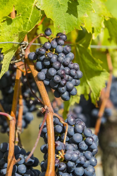 Sangiovese grapes in the Montalcino region