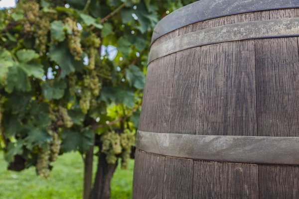 Wine in barrel against grapevine