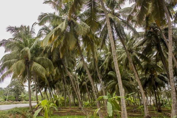 Coconut palms and banana trees