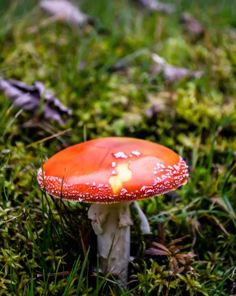 Red poisonous mushroom