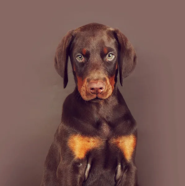 Beautiful brown Doberman puppy sitting on brown background in th