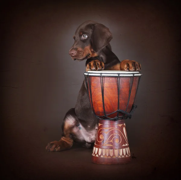 Beautiful brown Doberman puppy plays the drums in the Studio.