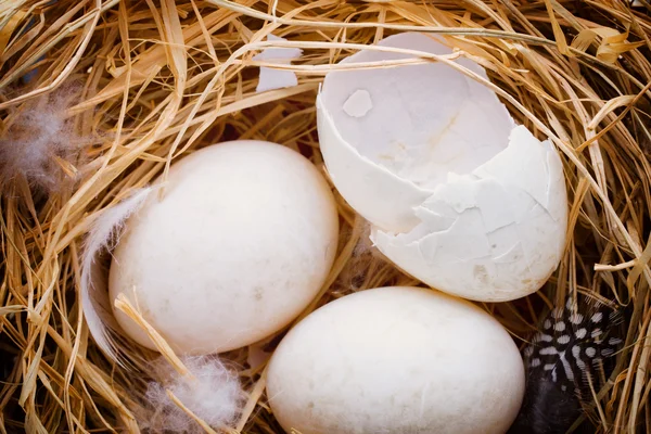 Duck eggs nest, spring Easter symbol.