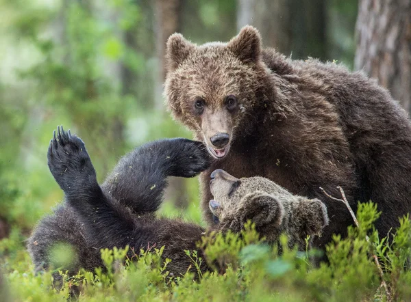 Cubs of Brown bears