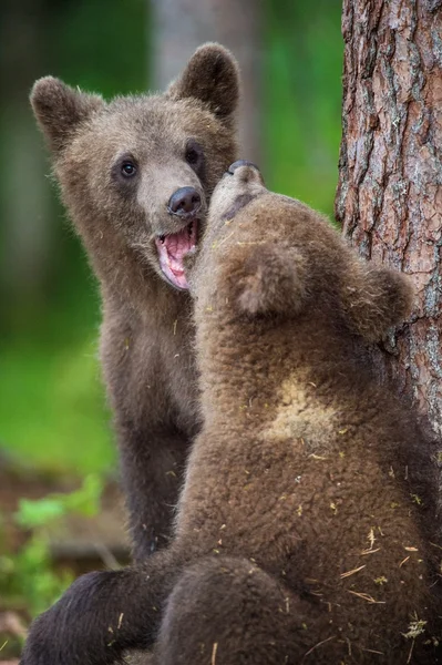 Cubs of Brown bear
