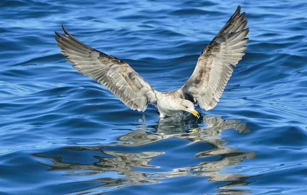 Flying Kelp gull (Larus dominicanus)