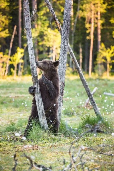 Bear cub stood up on its hind legs