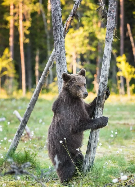 Bear cub stood up on its hind legs