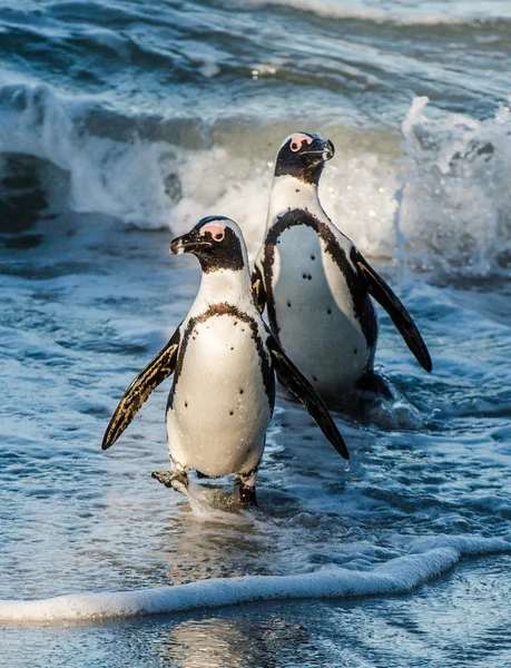 African penguins walk out of the ocean