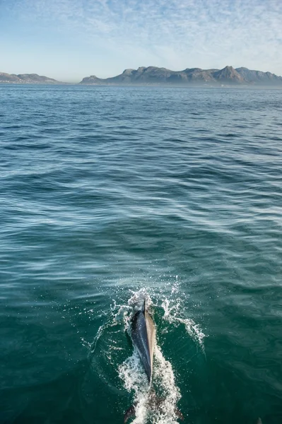 Dolphin swimming in ocean hunting for fish