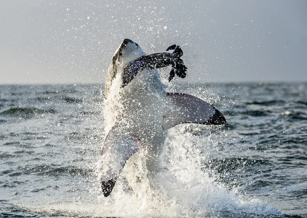 Great White Shark breaching in an attack