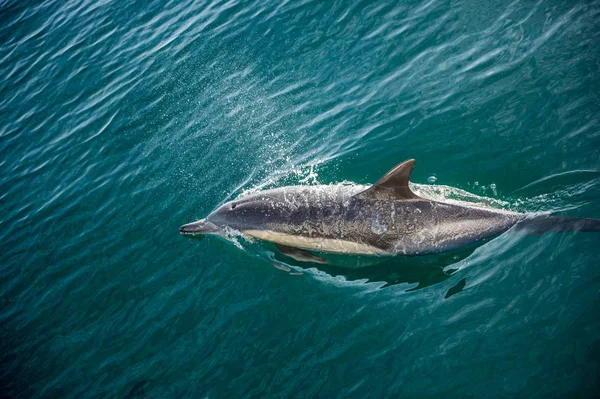 Dolphins swimming in ocean