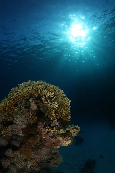 Coral life diving Indonesia Sea Ocean