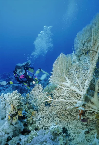 EGYPT, Sharm El Sheikh, Red Sea, U.W. photo; 4 March 2004, diver and tropical Sea Fan (Gorgonia ventalina) - EDITORIAL (FILM SCAN)