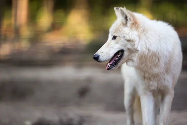 Arctic Wolf (Canis lupus arctos) aka Polar Wolf or White Wolf