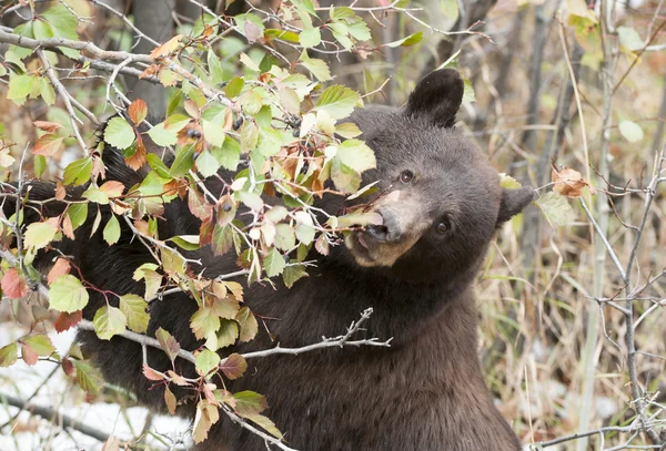 Black bear climbing hawthorn in the fall searching for berries a