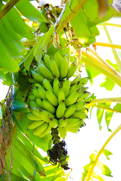 Unripe bananas on a banana tree