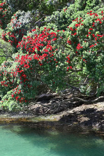 Pohutukawa trees on the shore of the Coromandel Peninsula, NZ.