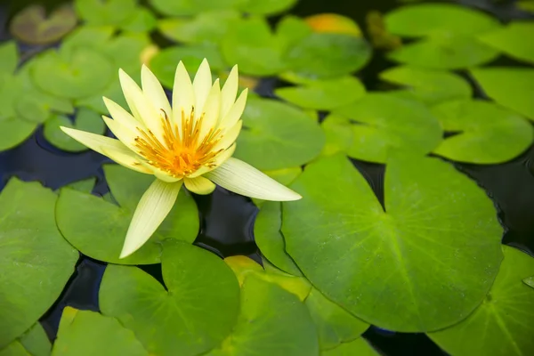 Beautiful lotus flower in the pond, Wellington Botanical Garden,