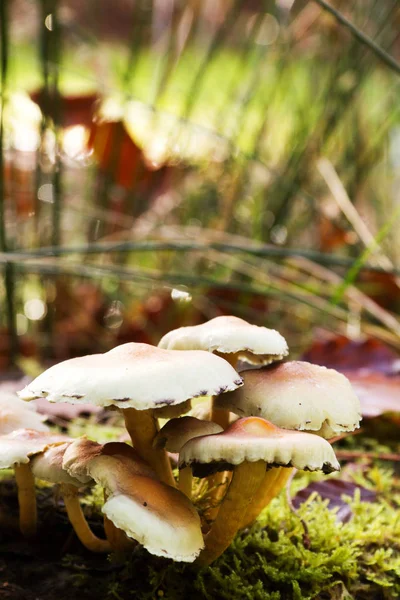 Close up of toadstools growing on the woodland floor