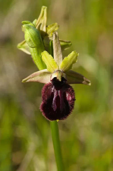 Early Spider Orchid flower, reddish variant - Ophrys incubacea