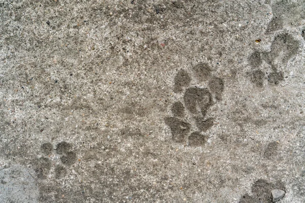 Dog footprint on cement