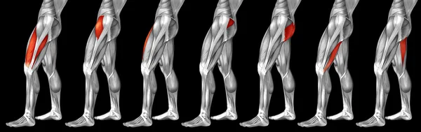 Human upper legs anatomy