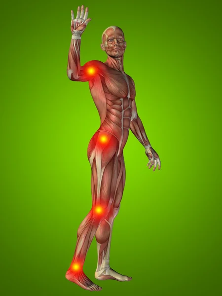 Man with muscles for anatomy