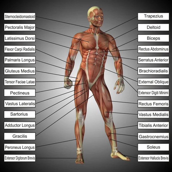 human anatomy with muscles and text