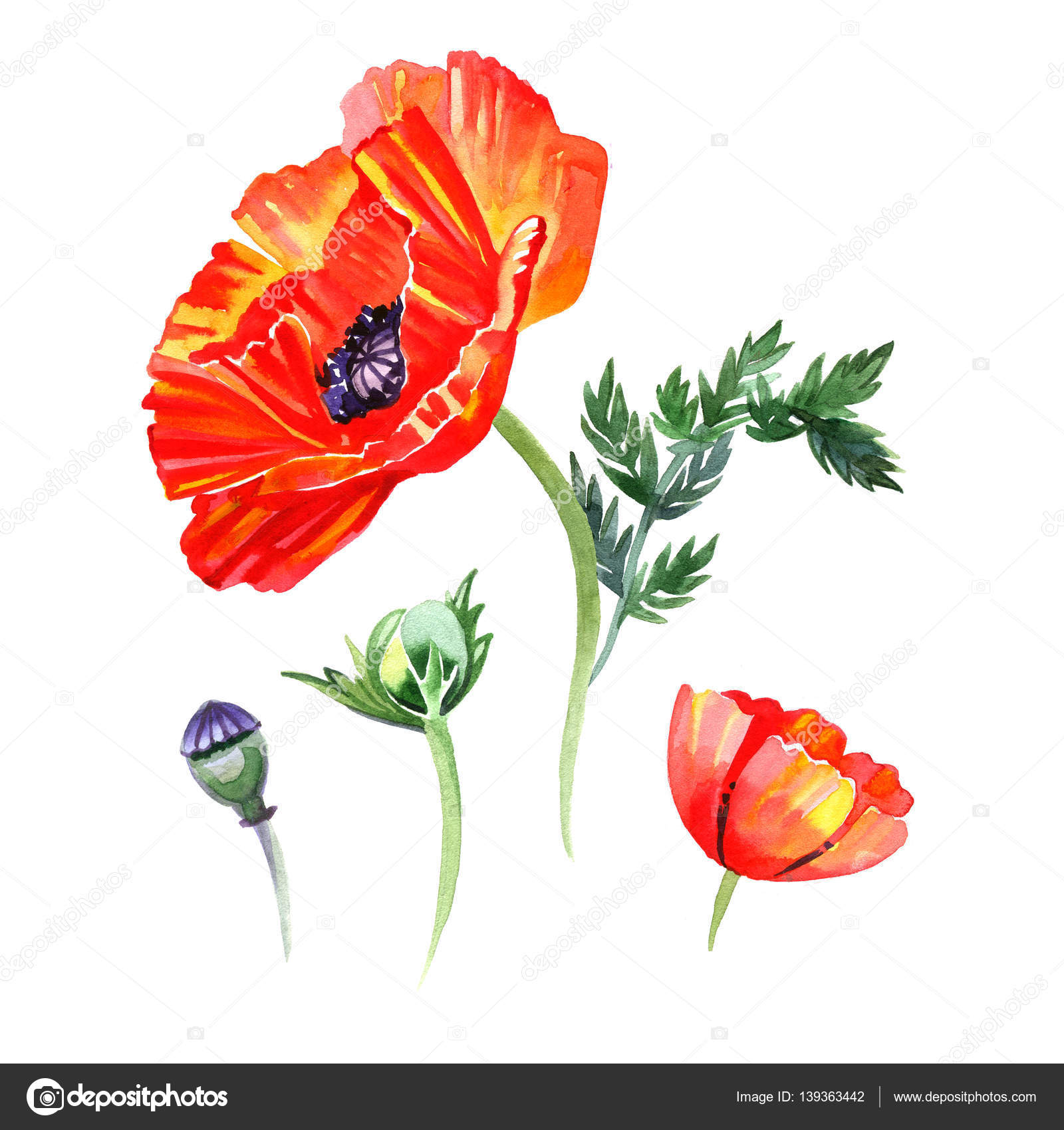 ポピーの花とつぼみのイラストの水彩セットです。手は、白い