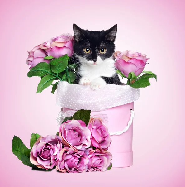 Little cat sitting in a gift box of flowers isolated on pink bac