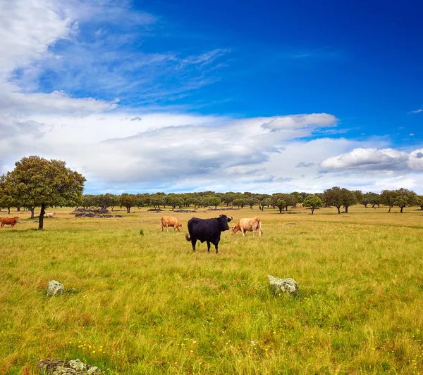 Fighting bull grazing in Extremadura dehesa