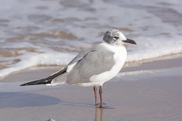 Immature Laughing Gull on the Shore