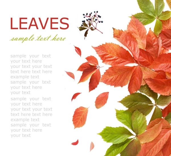 Beautiful autumn leaves isolated in white