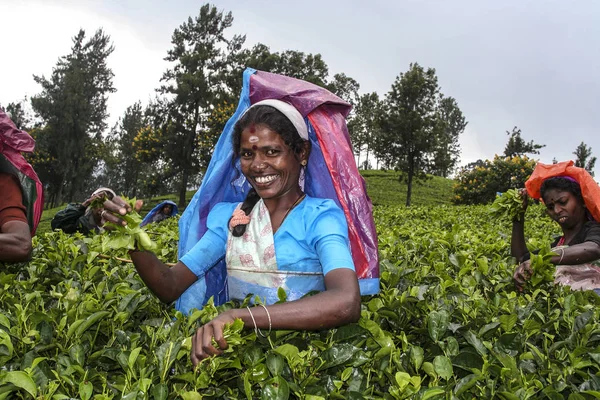 Female tea picker at harvest in the tea fields