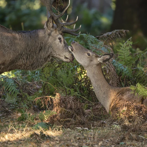 Beautiful intimate tender moment between red deer stag and hind
