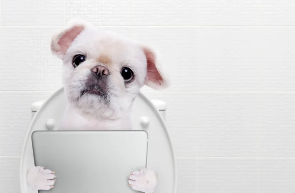 Dog with a tablet pc in a toilet.