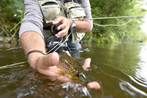 Fly-fisherman catching  trout