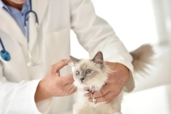 Veterinary examining cat