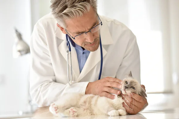 Veterinary examining cat\'s teeth