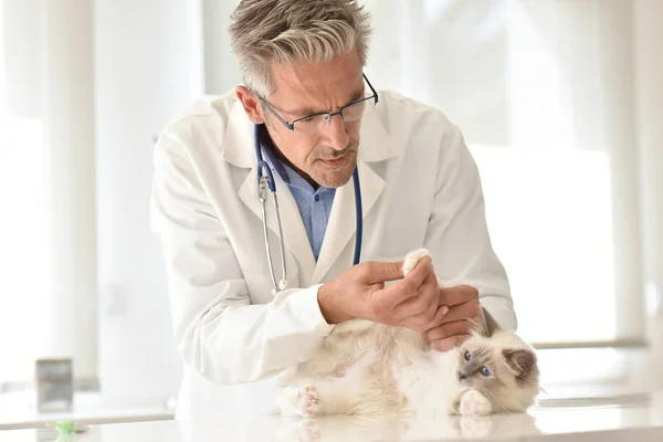 Veterinary examining cat\'s foot