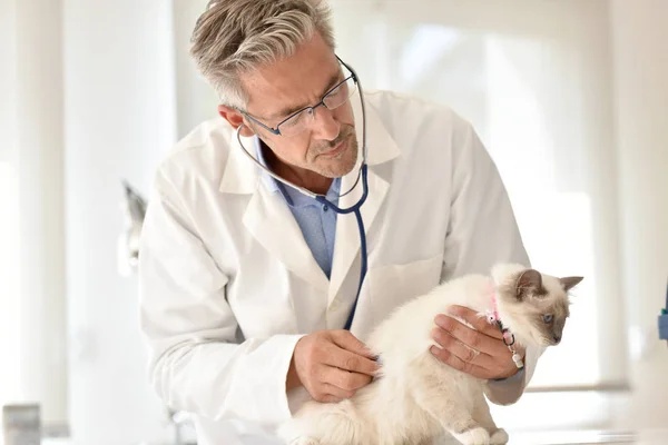 Veterinary ausculting cat