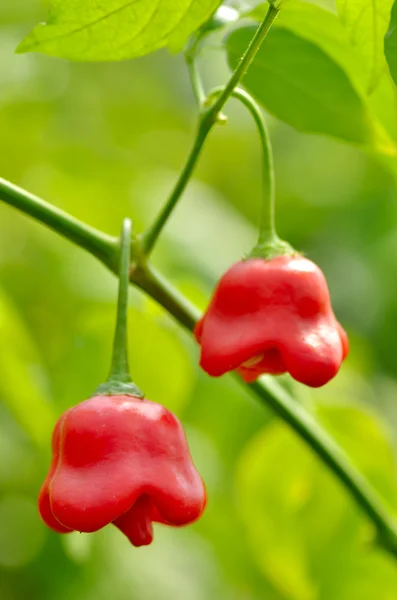 Red chilli pepper on tree with green leaf