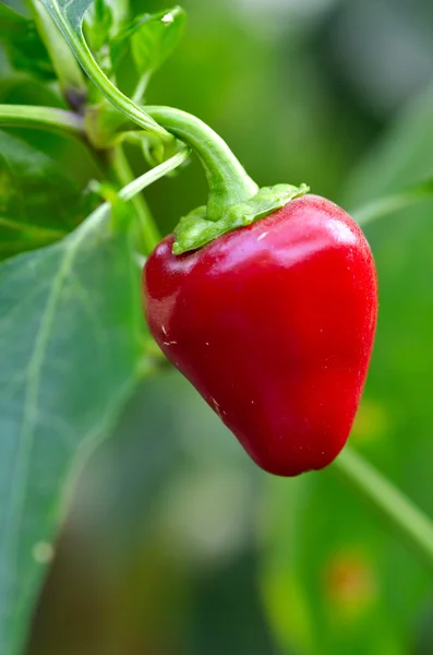 Red chilli pepper on tree with green leaf