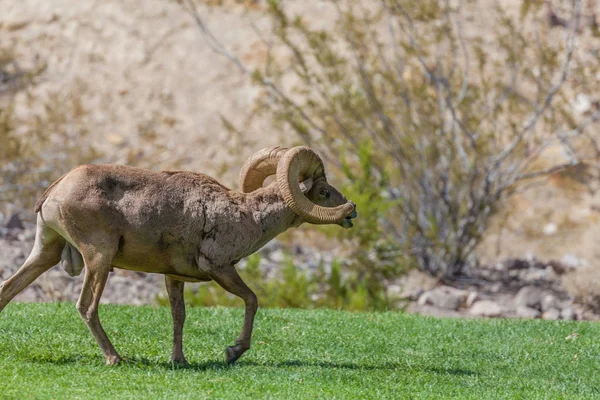 Desert Bighorn Sheep Ram