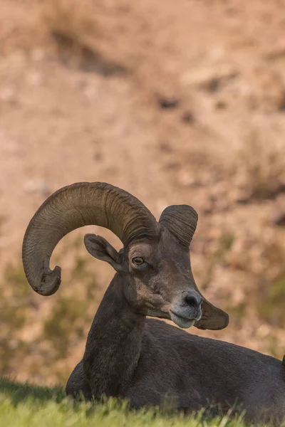 Desert Bighorn Sheep Ram