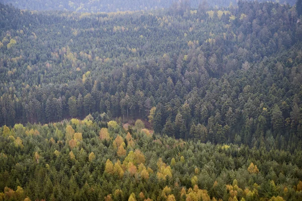 Aerial forest mistycal above green