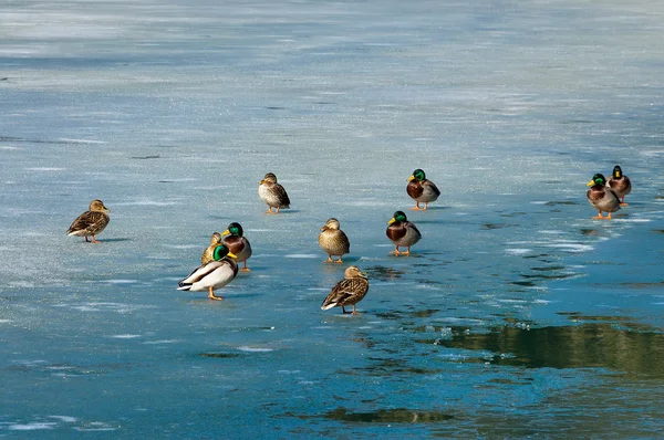 Ducks on the Frozen Fusine Lake - Italy
