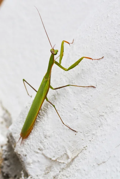 Insect green mantis sitting on a rock. Summer