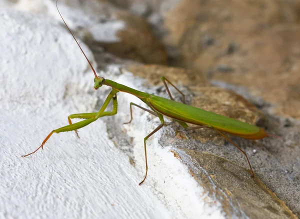 Insect green mantis sitting on a rock. Summer